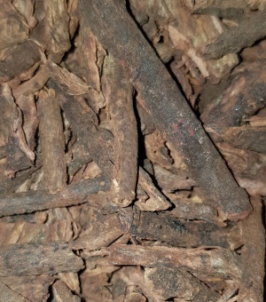 Écorces de Chêne-Liège - Dbagh - الدباغ